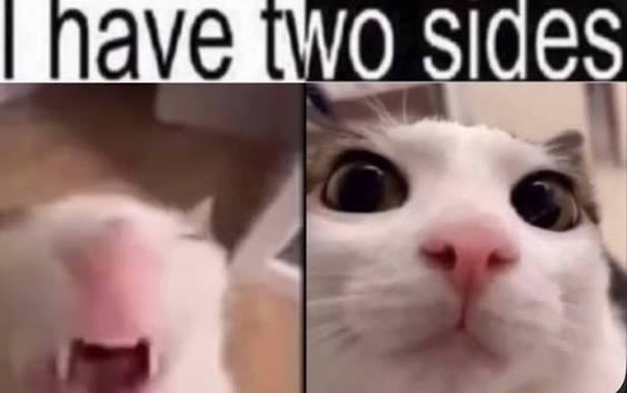 Meme “I have two sides”: một chú mèo nhe nanh và cùng chú mèo ấy tròn mắt ngơ ngác