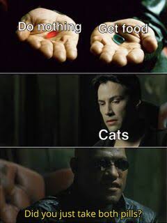 Meme Ma Trận: mèo chọn cả hai viên thuốc — vừa không làm gì, vừa được ăn